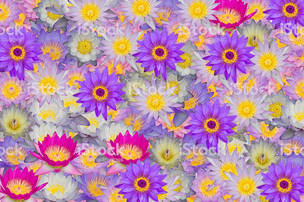 African Daisy , HD Wallpaper & Backgrounds