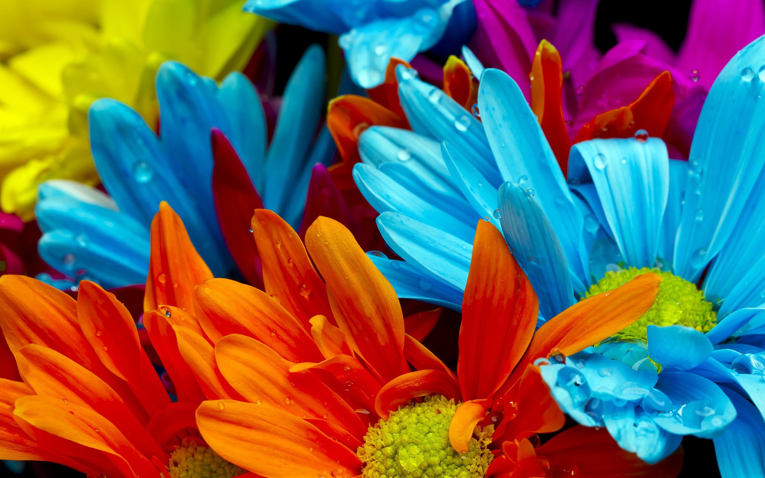 Colorful Flower Wallpaper 
 Src Amazing Colorful Flower - Colorful Flower Background , HD Wallpaper & Backgrounds