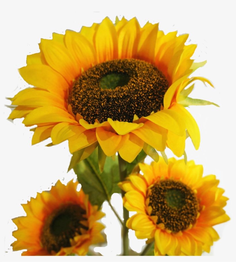 Sunflowers Png Leave - Full Ka Photo Download , HD Wallpaper & Backgrounds