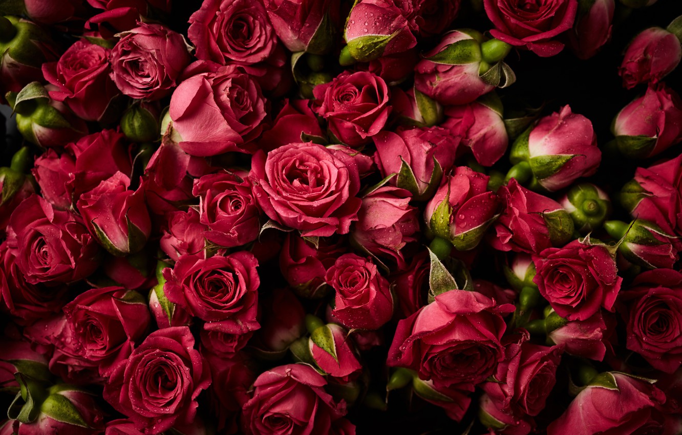 Photo Wallpaper Flowers, Background, Roses, Red, Red, - Ipad Wallpapers Pink Roses , HD Wallpaper & Backgrounds