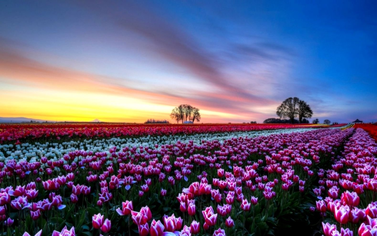 Tulip Field , HD Wallpaper & Backgrounds