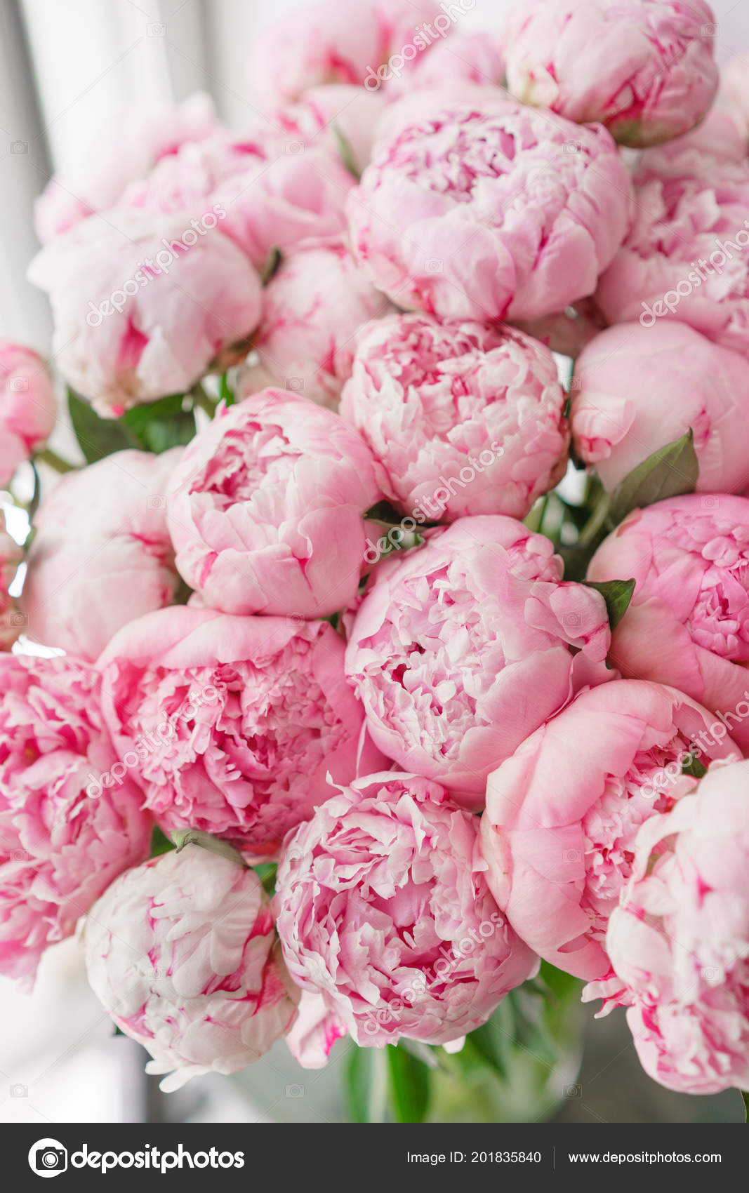 Beautiful Bouquet Of Pink Peonies - Pink Peonies , HD Wallpaper & Backgrounds