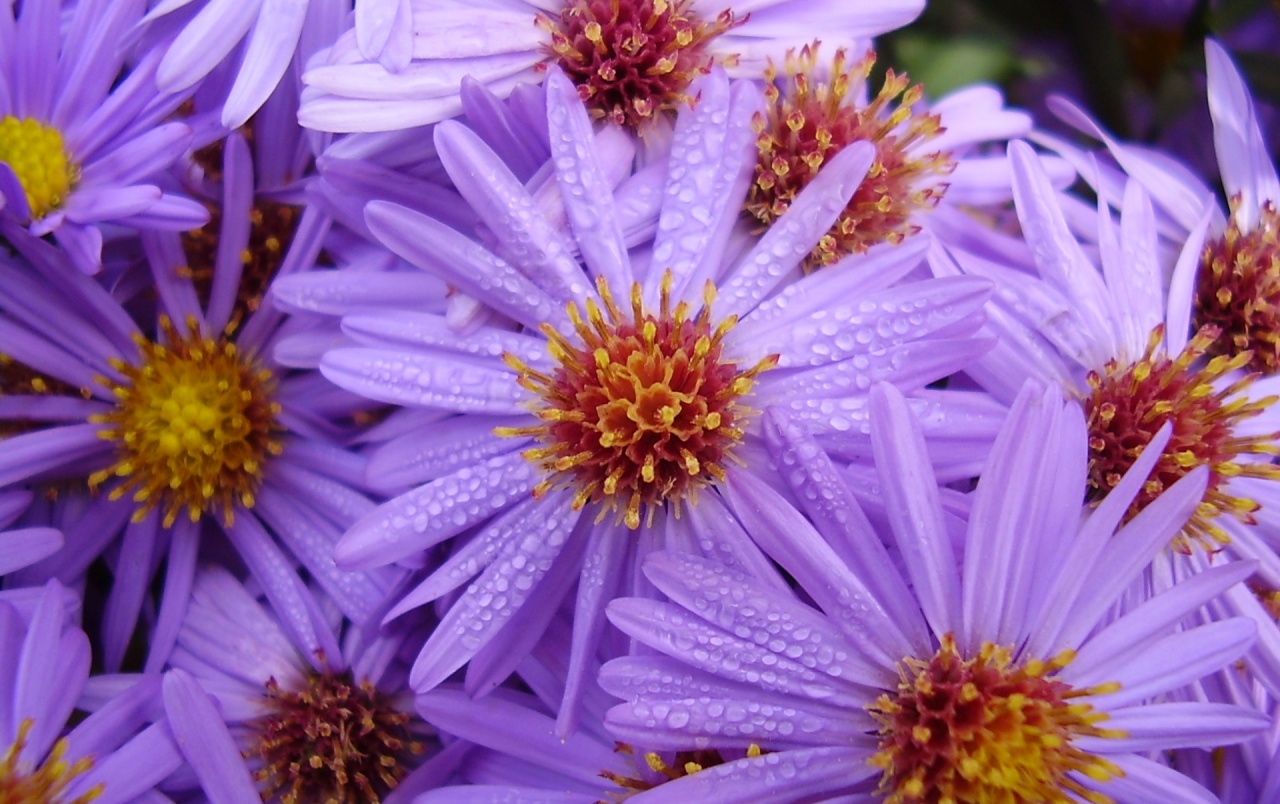 Purple Fresh Flowers Wallpapers - Fresh Purple Flower , HD Wallpaper & Backgrounds