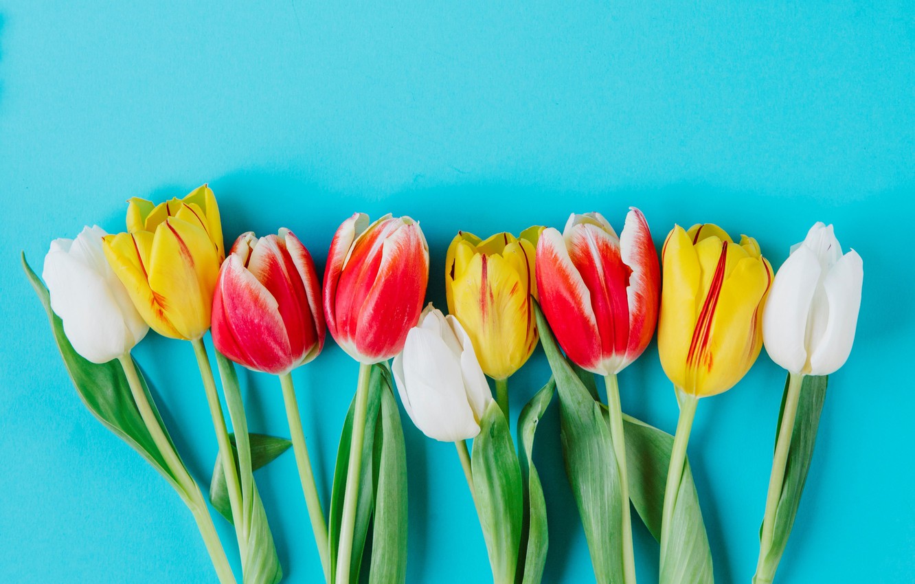 Photo Wallpaper Flowers, Colorful, Tulips, Fresh, Flowers, - Sprenger's Tulip , HD Wallpaper & Backgrounds