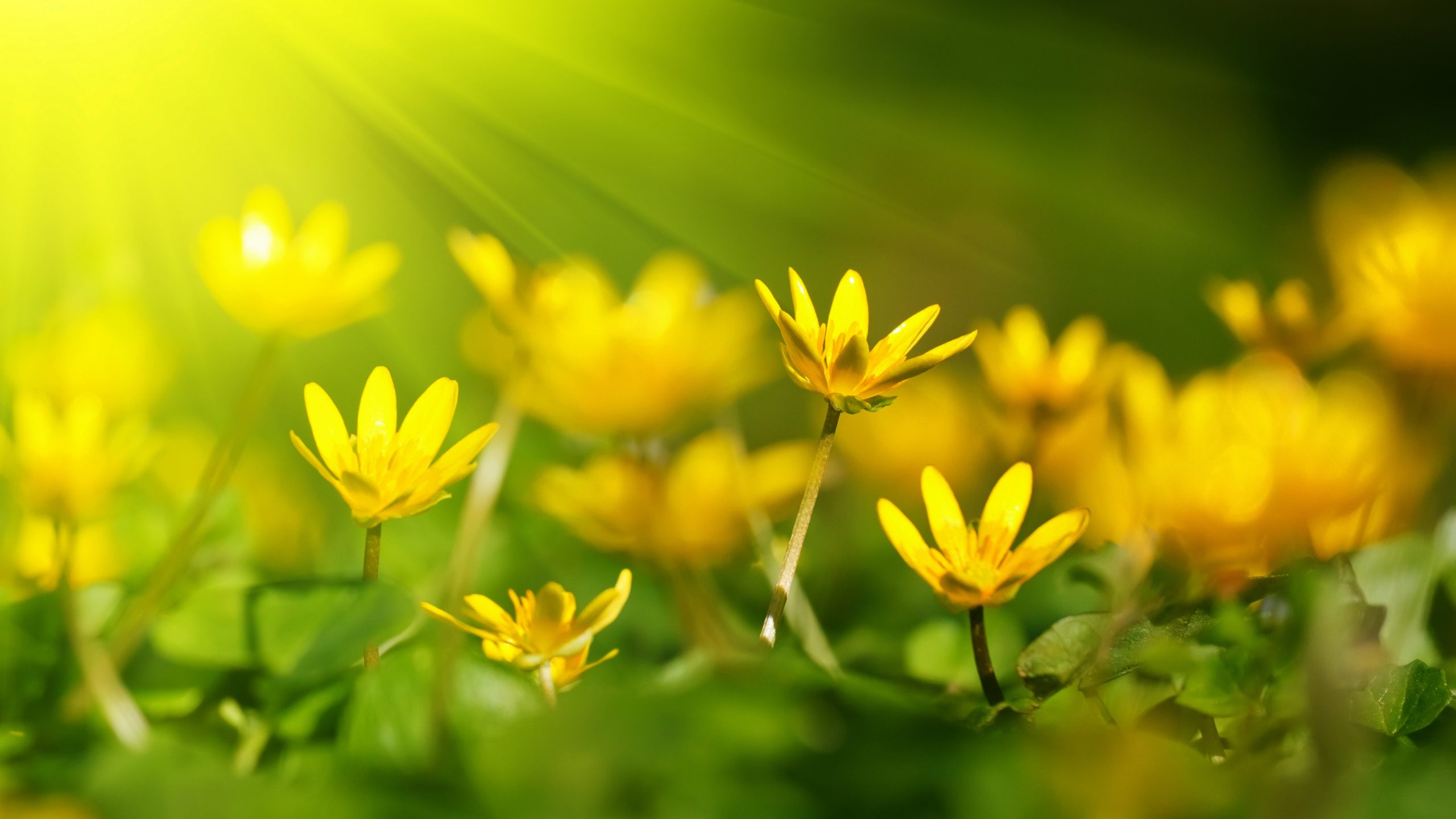 4k Ultra Hd Flower Wallpaper - Nature Yellow And Green , HD Wallpaper & Backgrounds