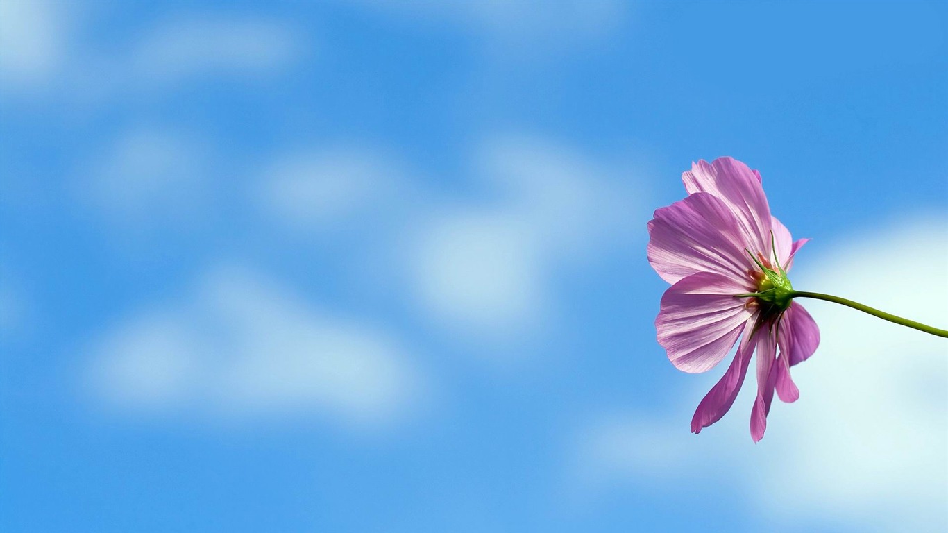 Under The Blue Sky Flowers-fresh Flowers Photography - Blue Sky Flowers , HD Wallpaper & Backgrounds