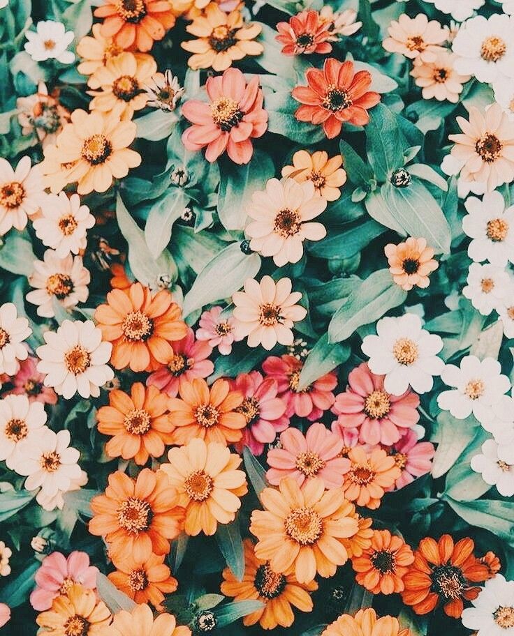 Zinnia Flower Aesthetic , HD Wallpaper & Backgrounds