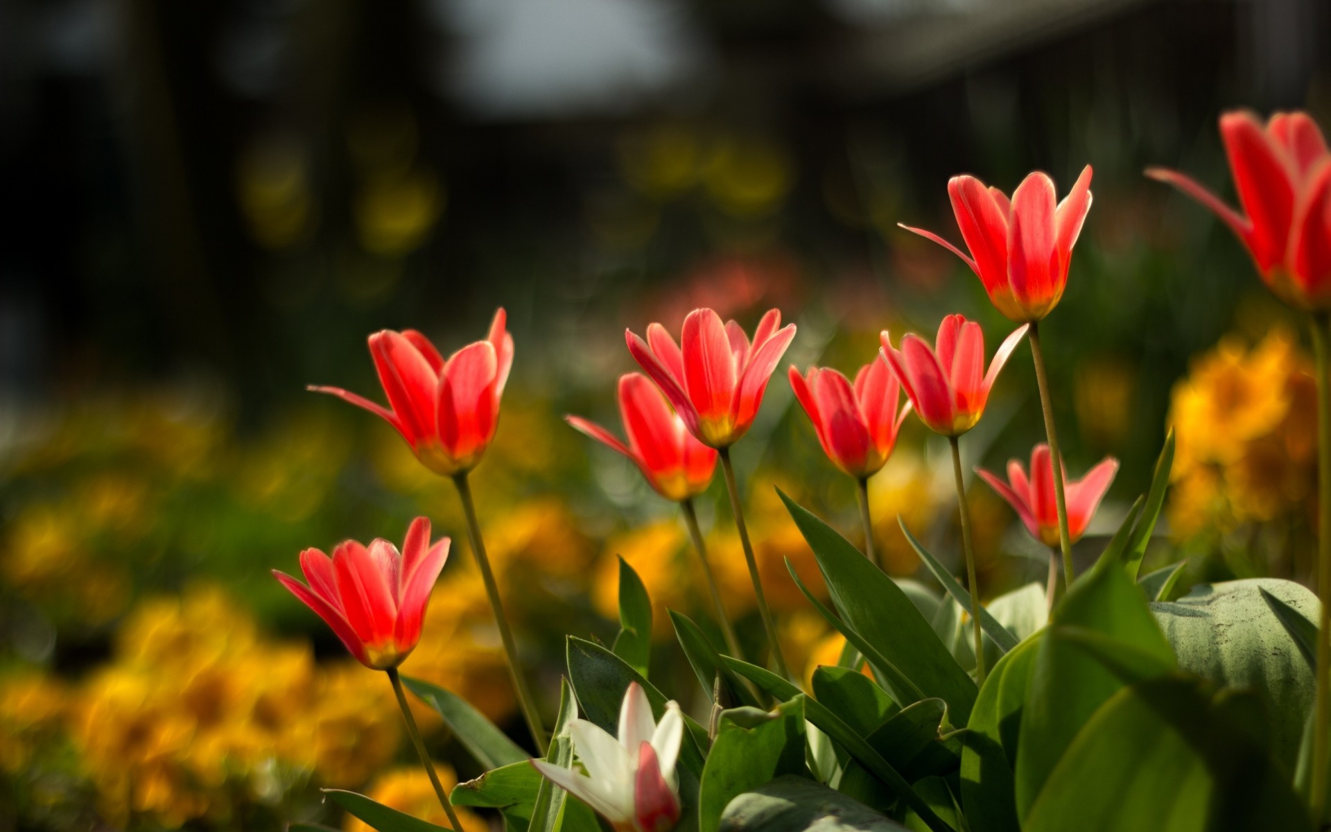 Nature Flowers Garden Petals Plants 1920 X 1200 - Nature With Flowers , HD Wallpaper & Backgrounds