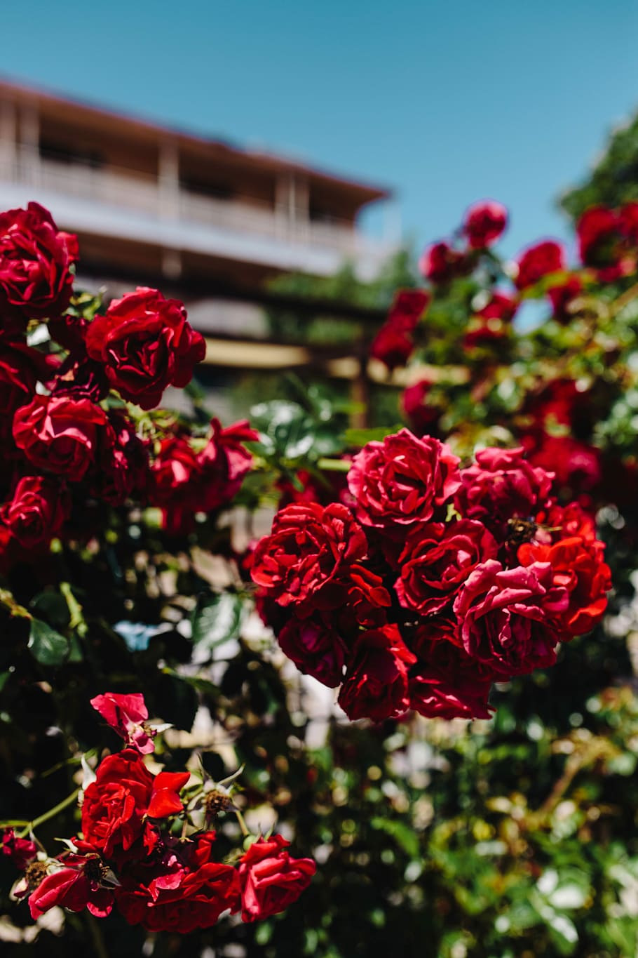 Roses Of Bulgaria, Flowers, Flora, Floral, Red, Rose - Flowers Red , HD Wallpaper & Backgrounds