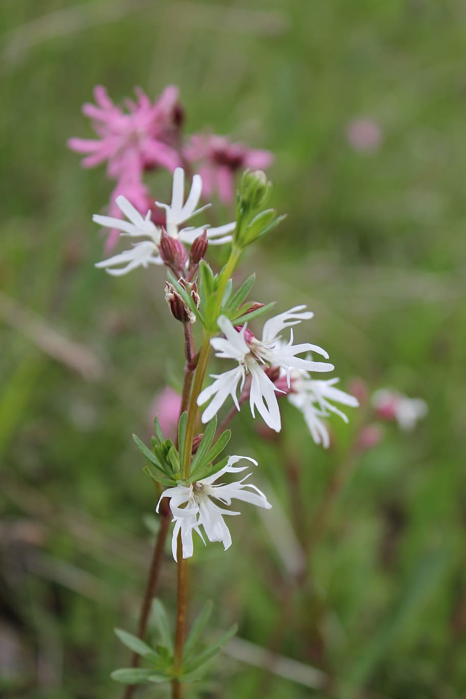 Nature, Flower, Flowers, Pointed Flower, Campion, Cuckoo - Lily Family , HD Wallpaper & Backgrounds