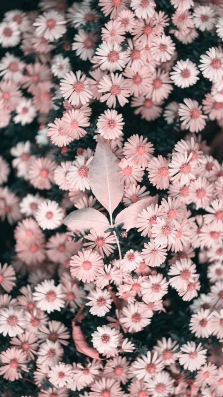Flowers, Pink, And Wallpaper Image - Iphone Wallpaper Flower , HD Wallpaper & Backgrounds