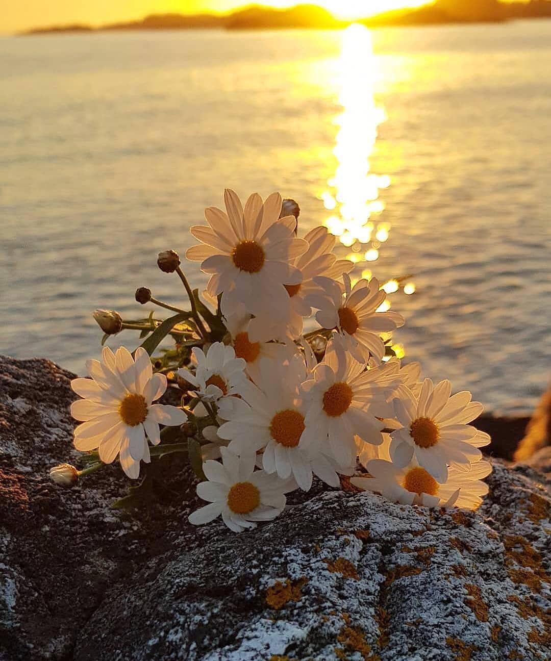 Flower Sunrise , HD Wallpaper & Backgrounds