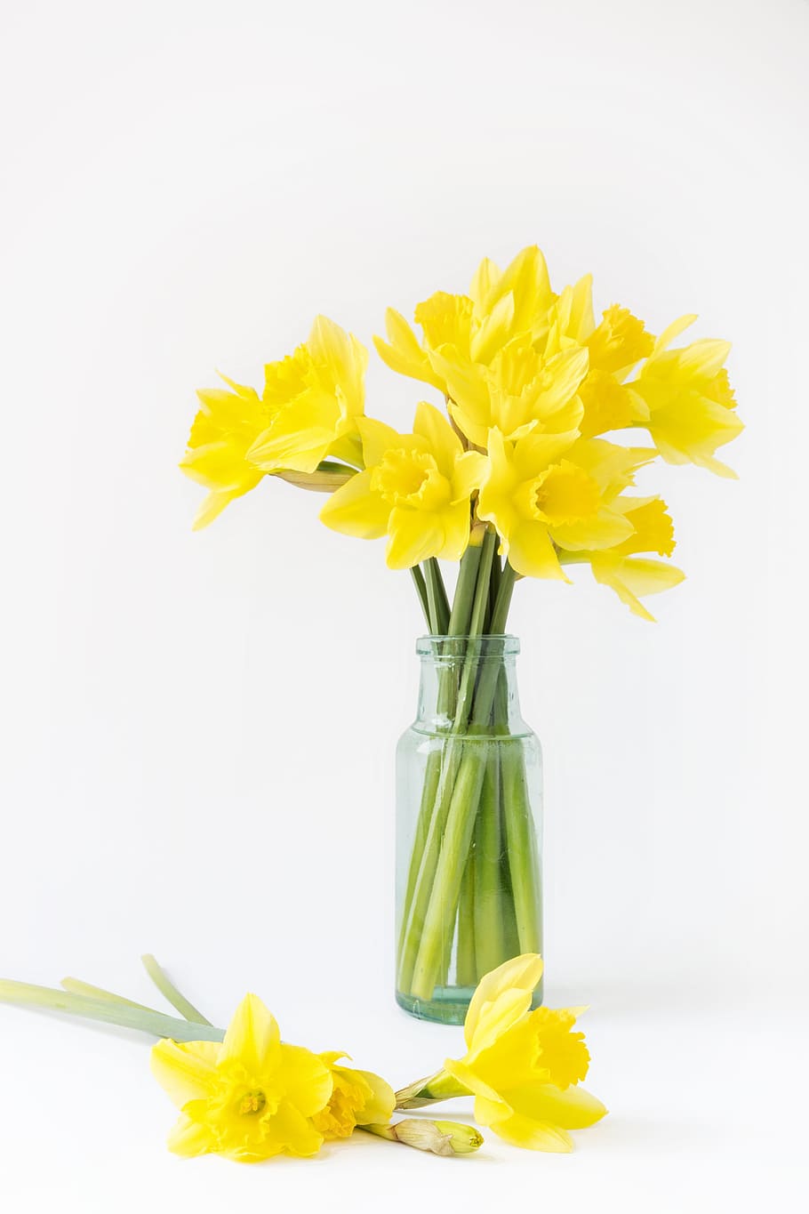 Yellow, Followers, Tulips, Freshness, Flowering Plant, - Yellow Followers , HD Wallpaper & Backgrounds
