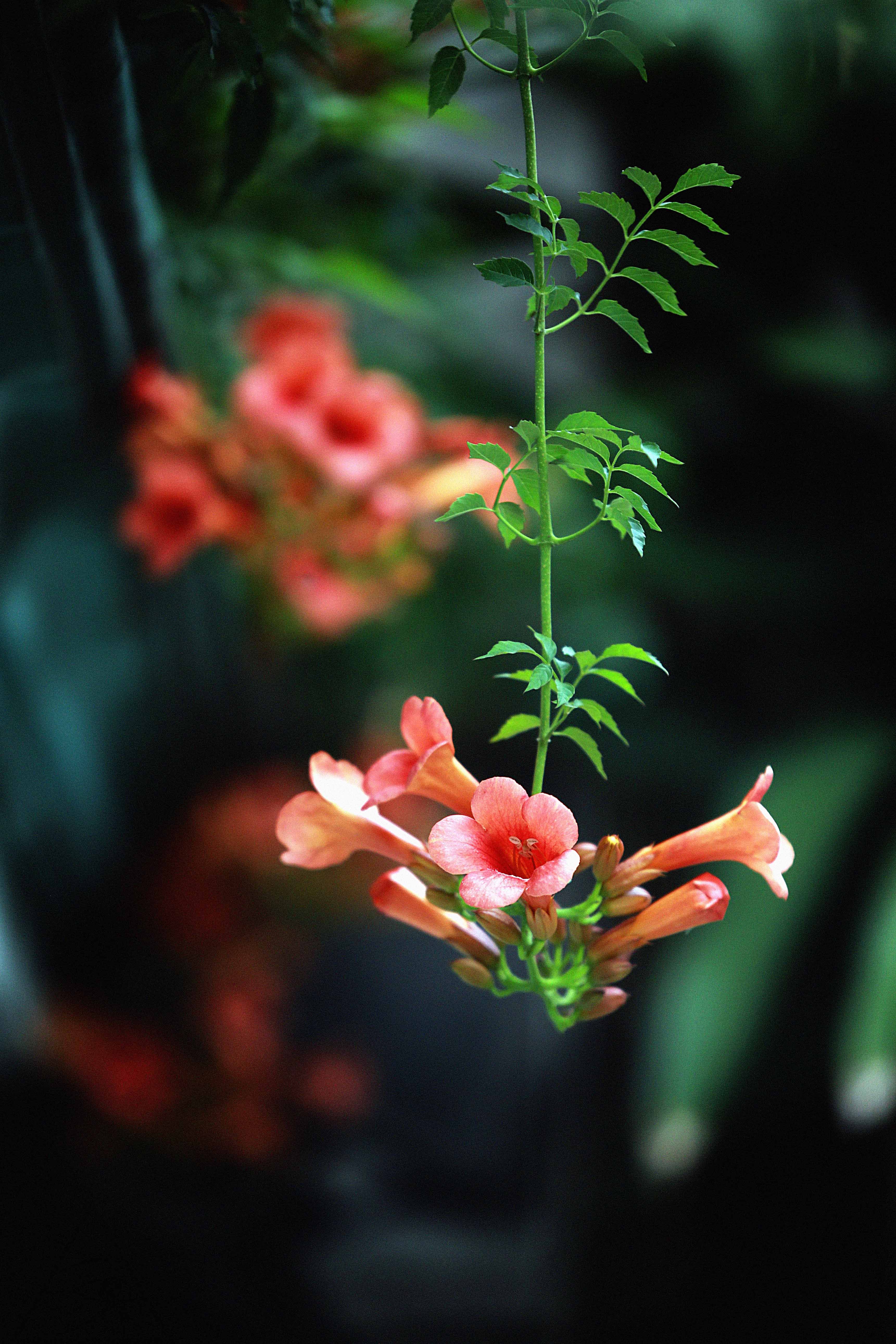 Campsis Grandiflora , HD Wallpaper & Backgrounds