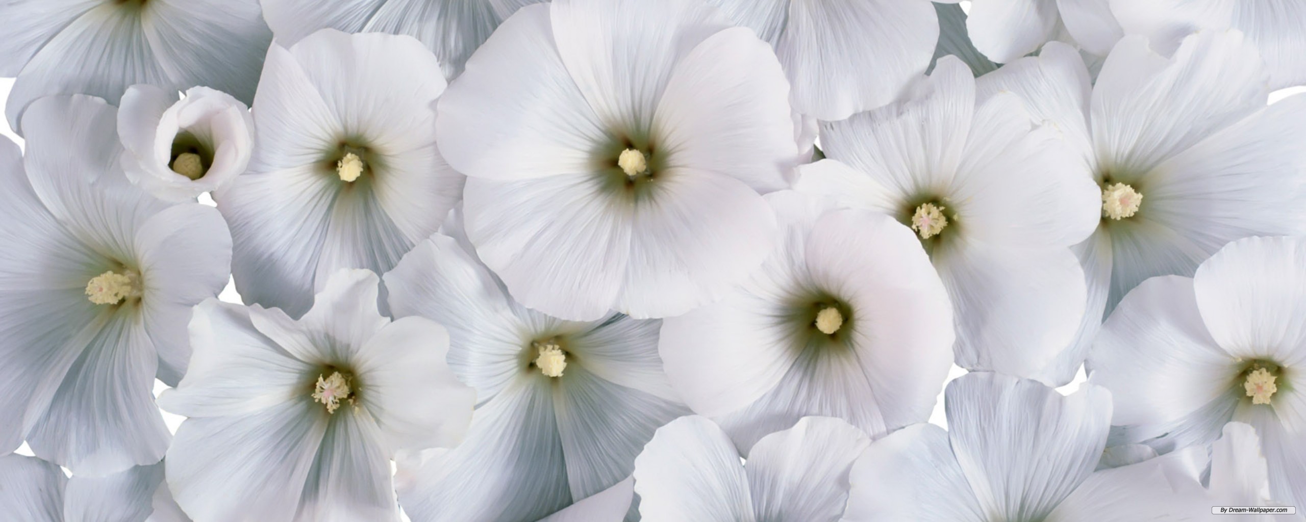 Free Flower Wallpaper - Flower Screen , HD Wallpaper & Backgrounds