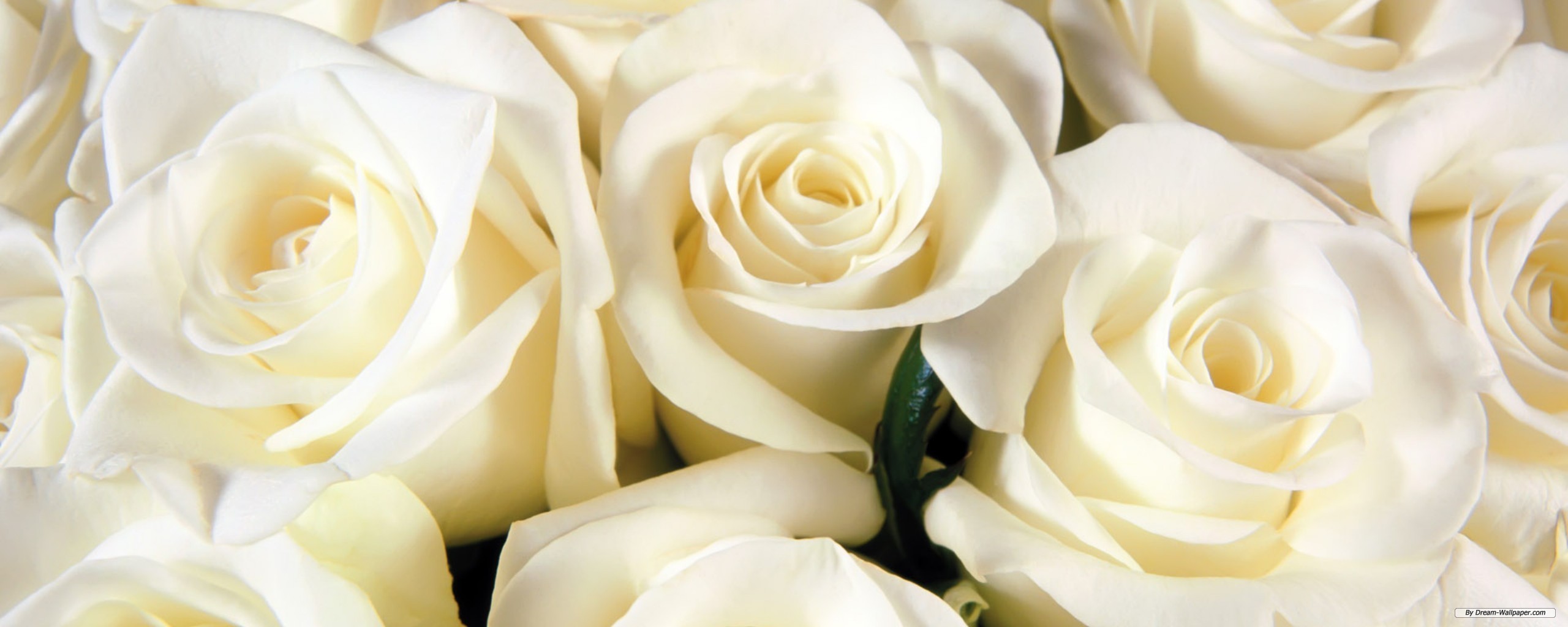 Free Flower Wallpaper - Lots Of White Roses , HD Wallpaper & Backgrounds