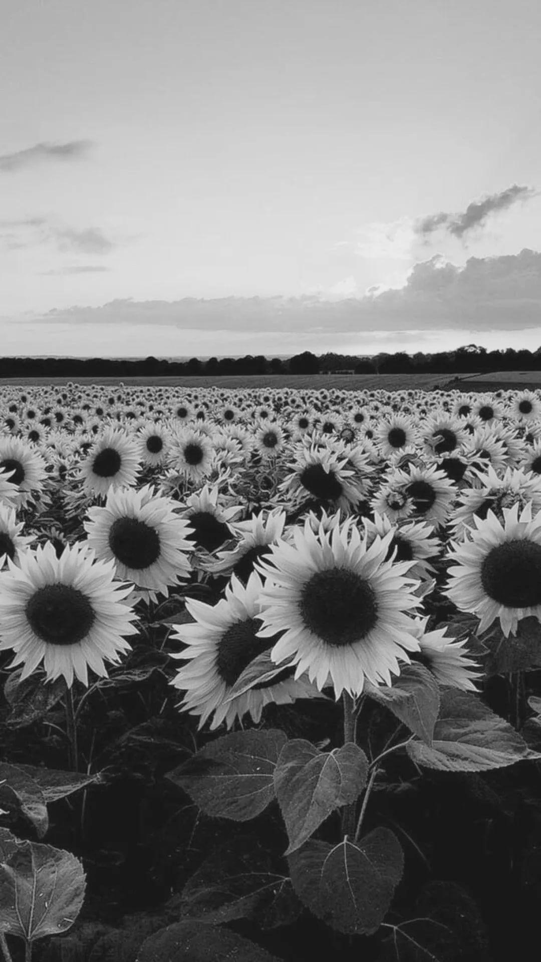 Black And White Flower Lock Screen Wallpaper - Black And White Sunflower , HD Wallpaper & Backgrounds