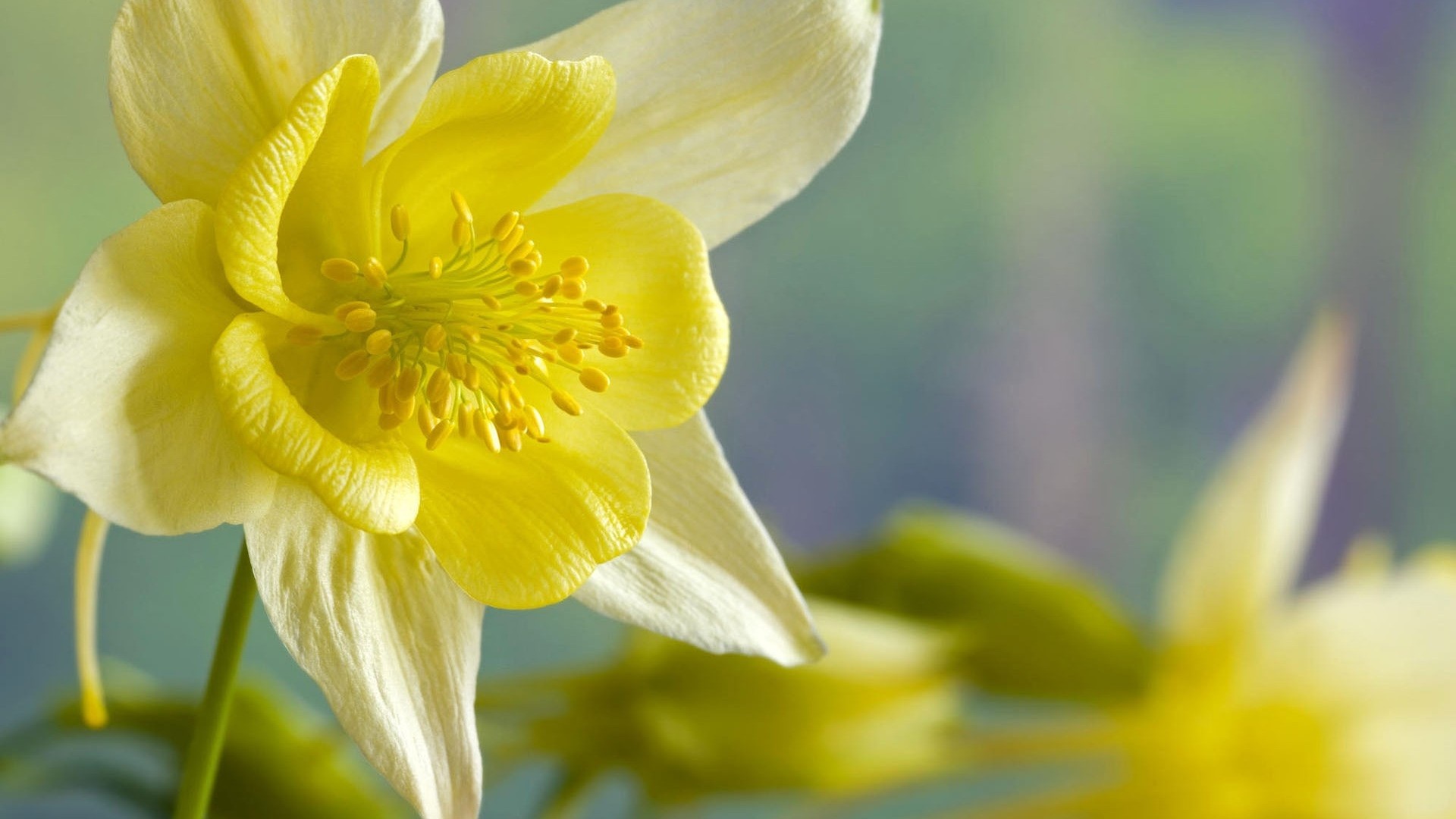 Hd Wallpapers Daffodils , HD Wallpaper & Backgrounds