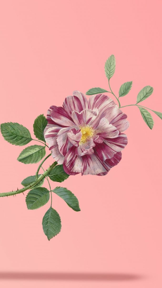 Vintage Floral Iphone Wallpaper 1080x1920px - Rosa Gallica , HD Wallpaper & Backgrounds