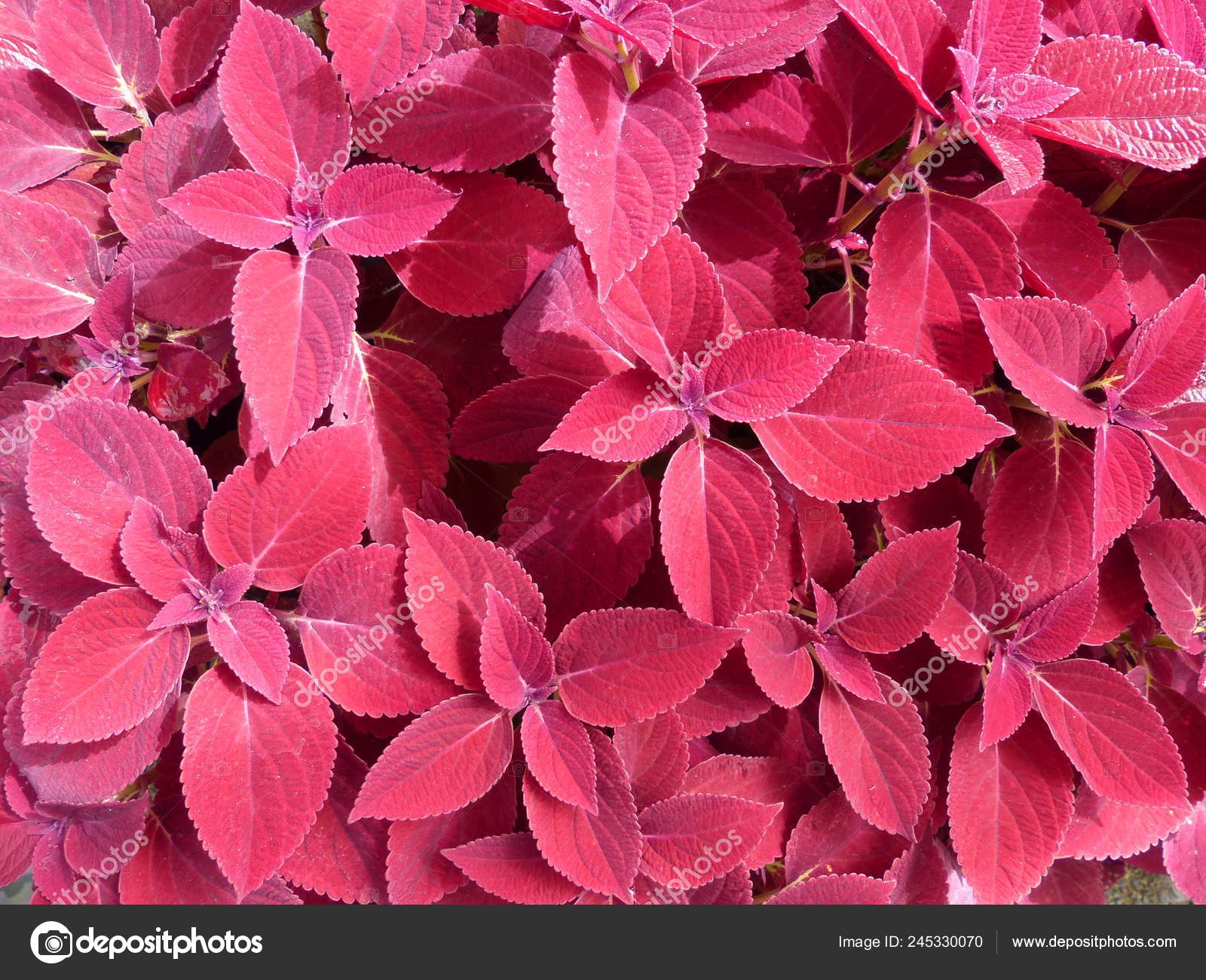 Flower Screen Wallpaper - Rosa Glauca , HD Wallpaper & Backgrounds