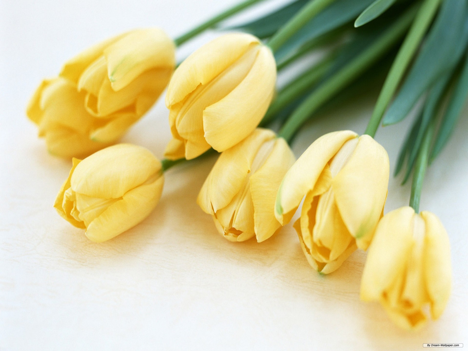 Как подписать фото с тюльпанами. Цветы тюльпаны. Желтые тюльпаны. Красивые тюльпаны.