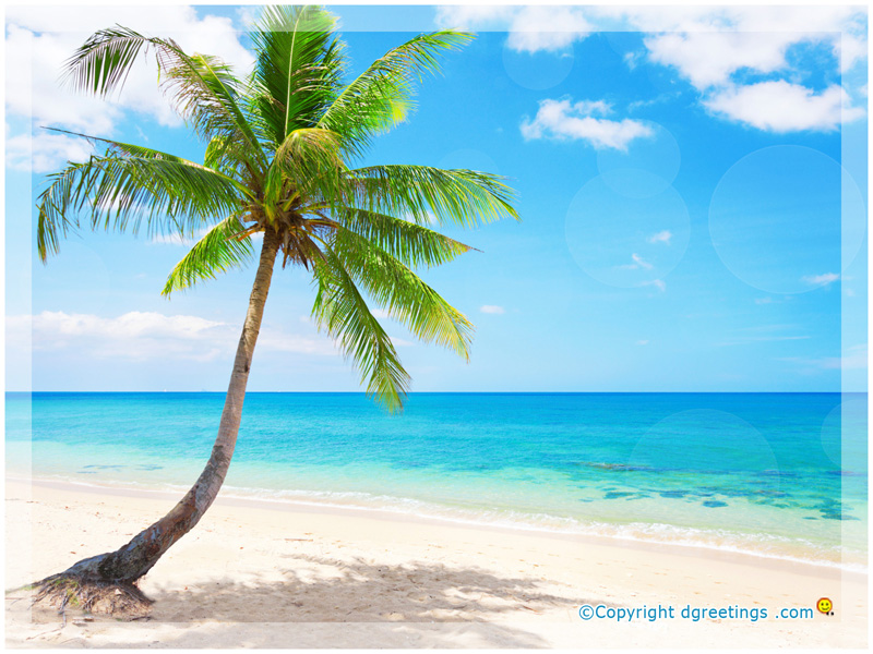 Palm Tree Beach Background , HD Wallpaper & Backgrounds