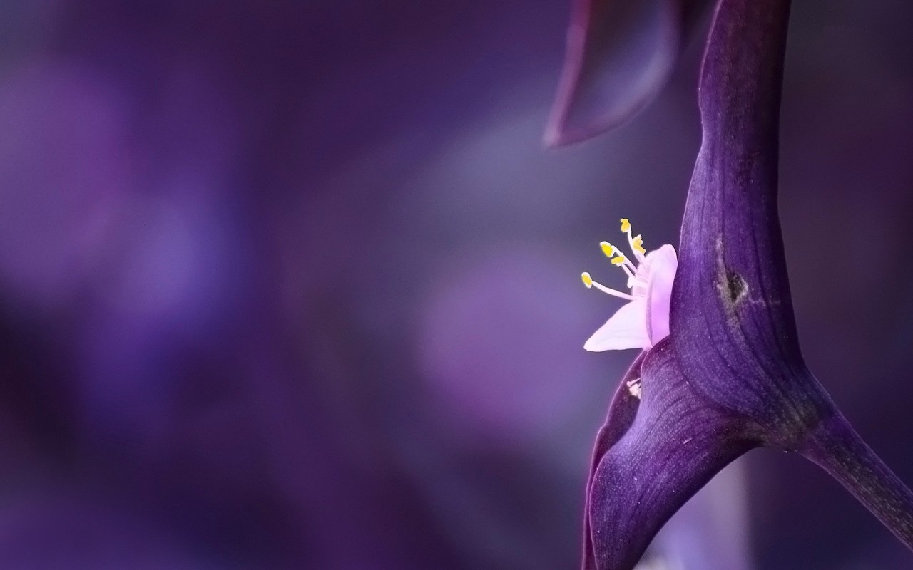 Violet Flowers Wallpapers Hd Pictures One Hd Wallpaper - Taurus And Capricorn Ompatibility , HD Wallpaper & Backgrounds