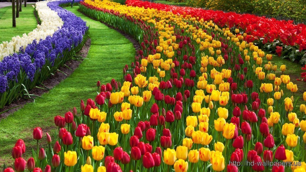 Tulip Festival In India , HD Wallpaper & Backgrounds