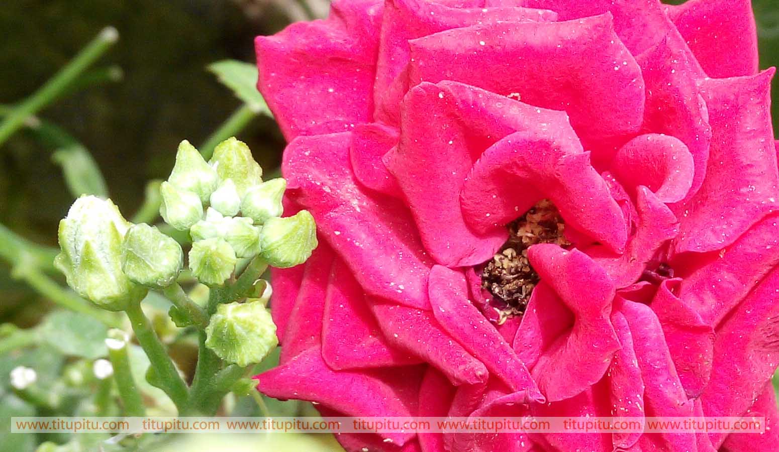 Very Beautiful Red Rose Flowers Images - Floribunda , HD Wallpaper & Backgrounds