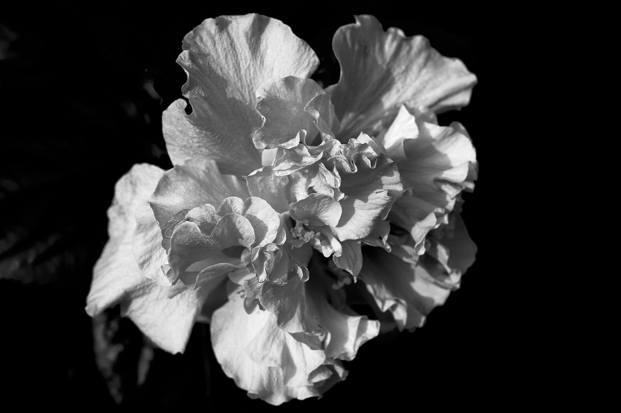 Nature Flower Wallpaper Free Photo - Carnation , HD Wallpaper & Backgrounds