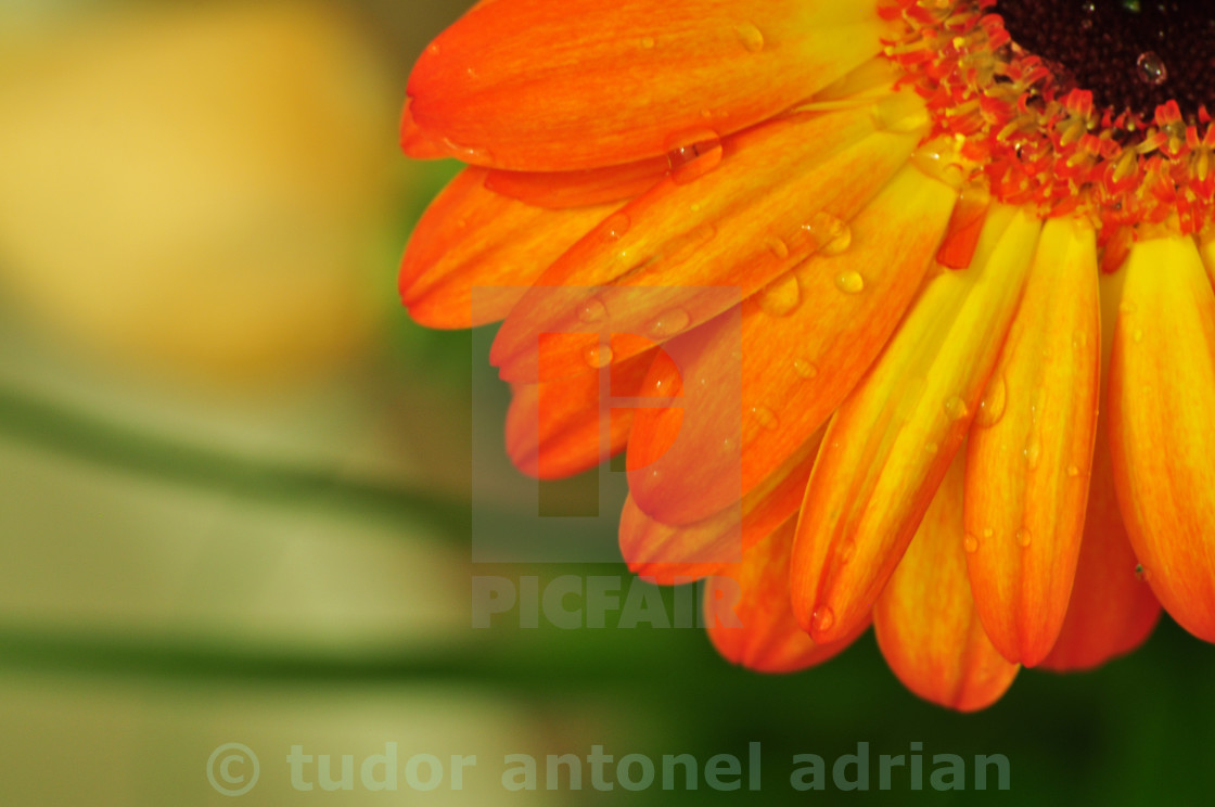 Flower Wallpaper - Fondos De Pantalla Marcos Con Flores Naranjas , HD Wallpaper & Backgrounds