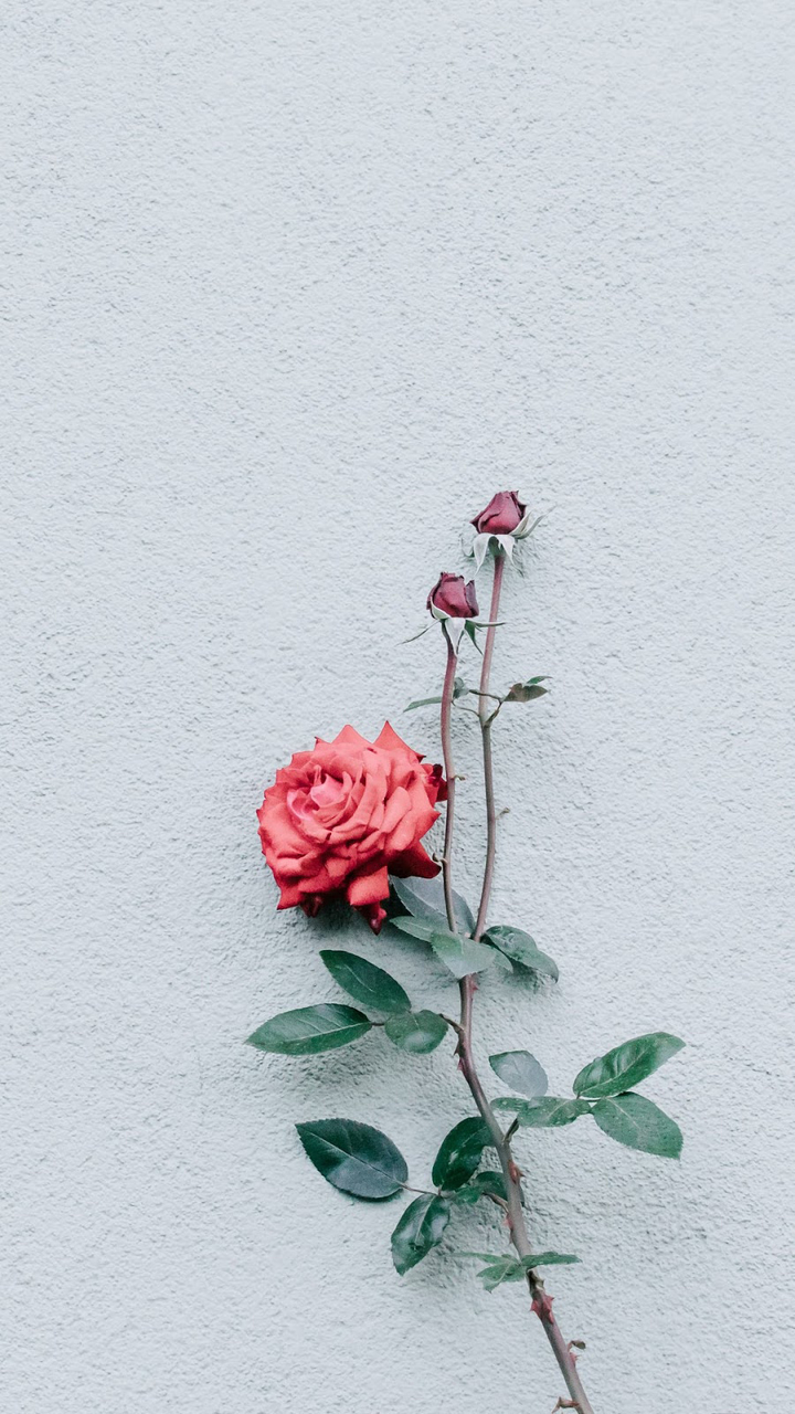 Rose, Flowers, And Wallpaper Image - Minimalist Rose Wallpaper Iphone , HD Wallpaper & Backgrounds