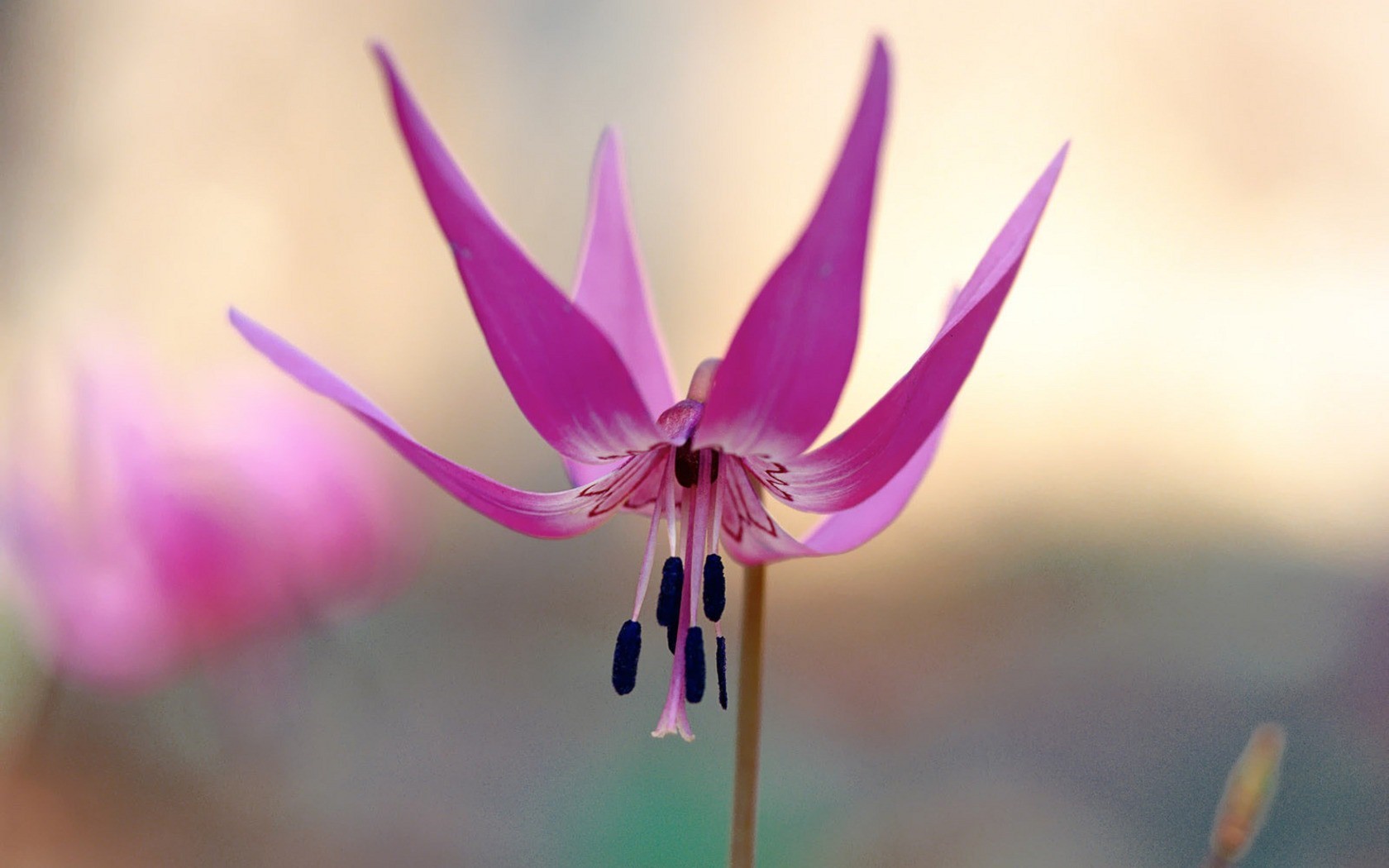 A Beautiful Pink Flower Wallpapers Download - High Resolution Beautiful Flower Hd , HD Wallpaper & Backgrounds