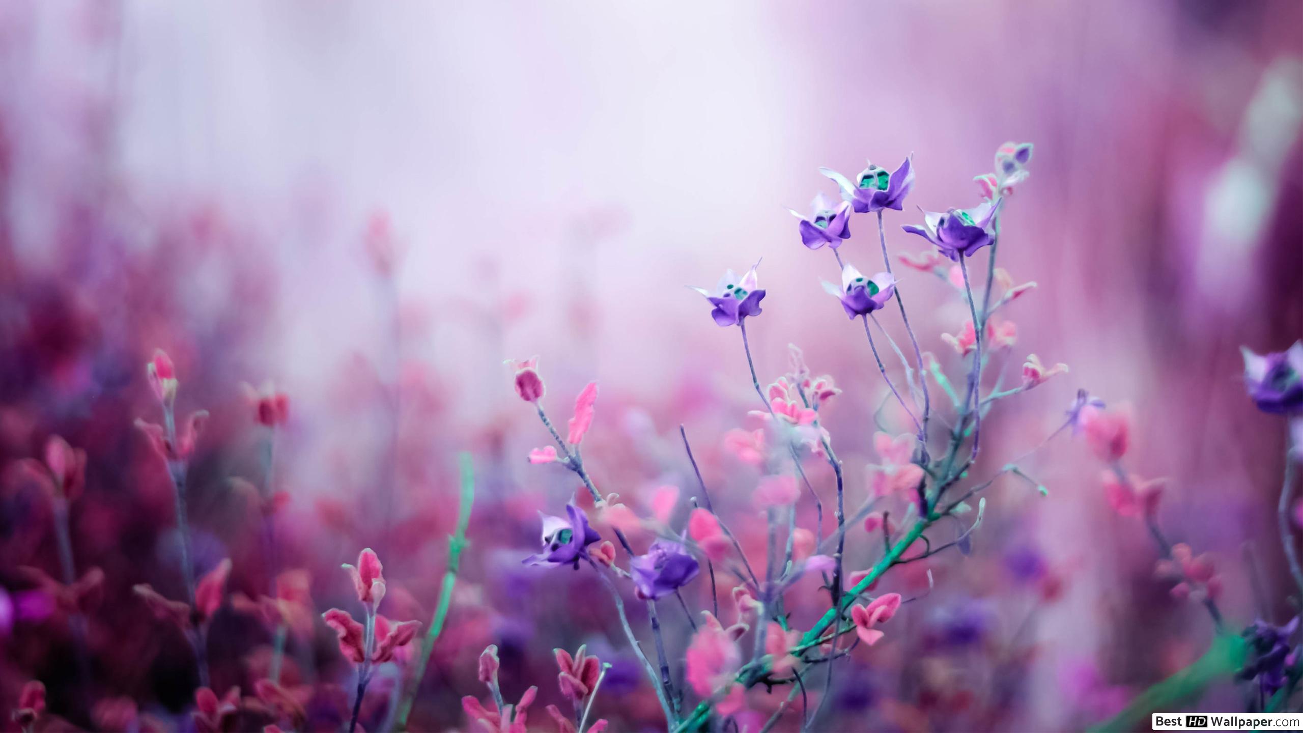 Purple Flowers Wallpaper Hd , HD Wallpaper & Backgrounds