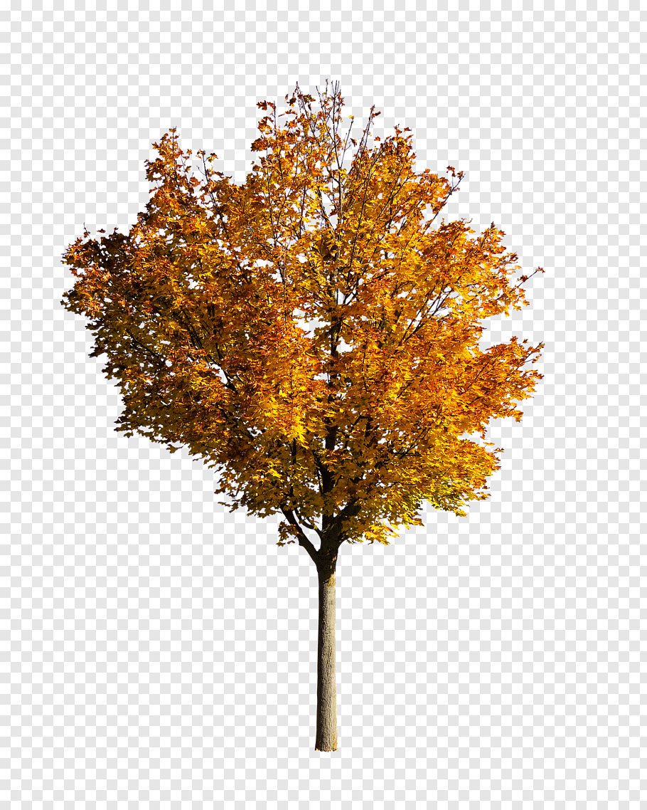 Oak Tree Leaf, Autumn, Fall Tree, Desktop Wallpaper, - Holy Family Catholic Church , HD Wallpaper & Backgrounds