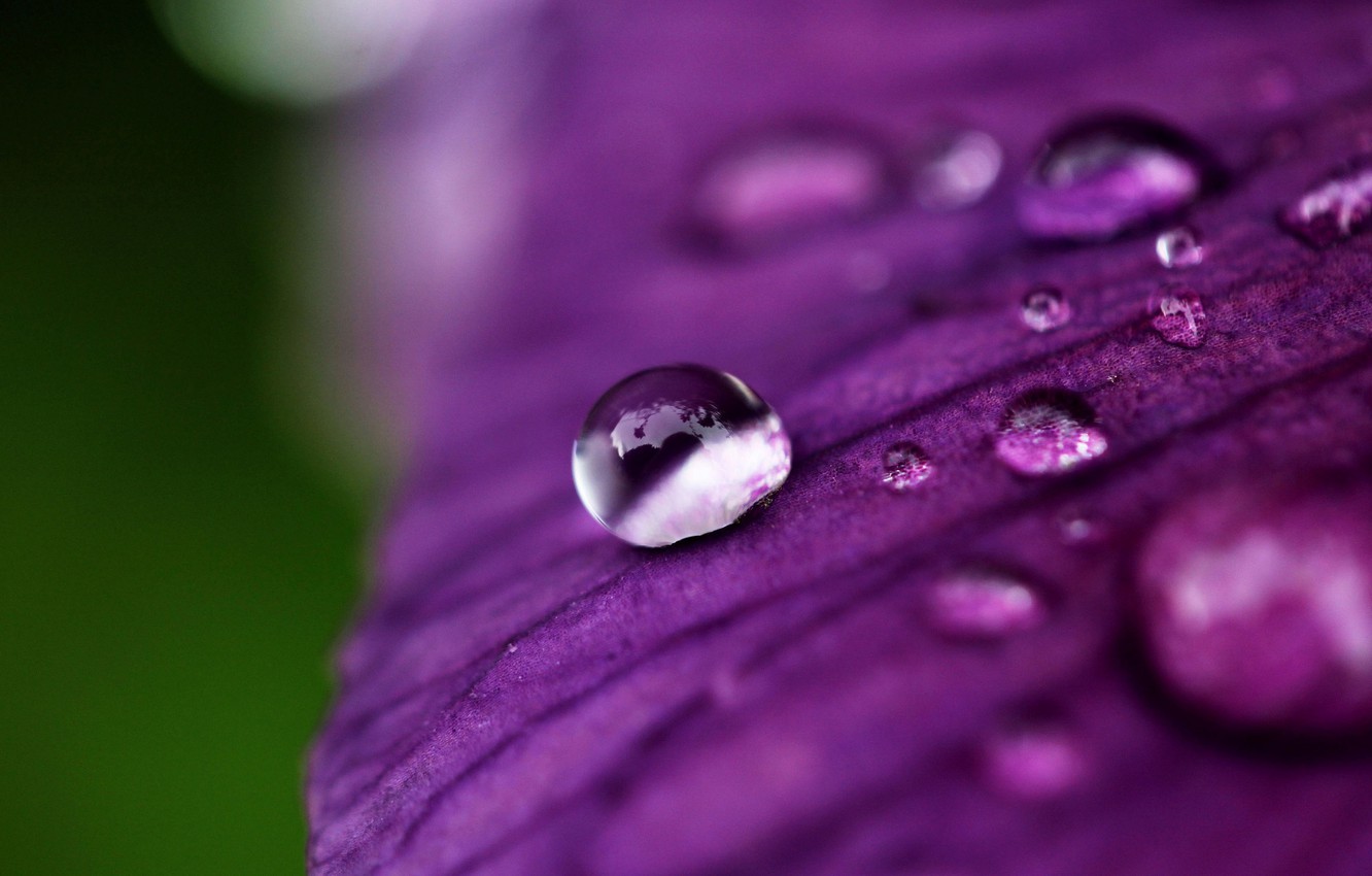 Photo Wallpaper Purple, Water, Macro, Flowers, Rosa, - Full Screen Hd Water Drop , HD Wallpaper & Backgrounds