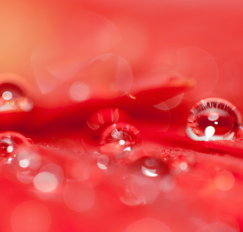 Beautiful Water Drop On Flowers , HD Wallpaper & Backgrounds