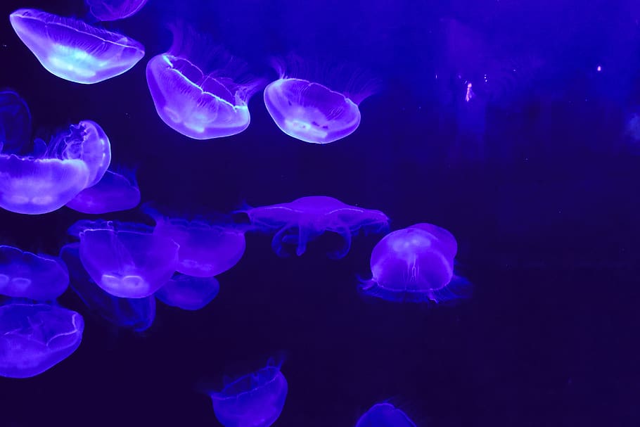 Jellyfish, Blue, Aquarium, Water, Dark, Aquatic, Sea, - Fondos De Pantalla Medusas , HD Wallpaper & Backgrounds