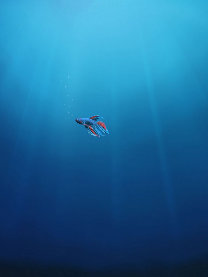 Underwater , HD Wallpaper & Backgrounds