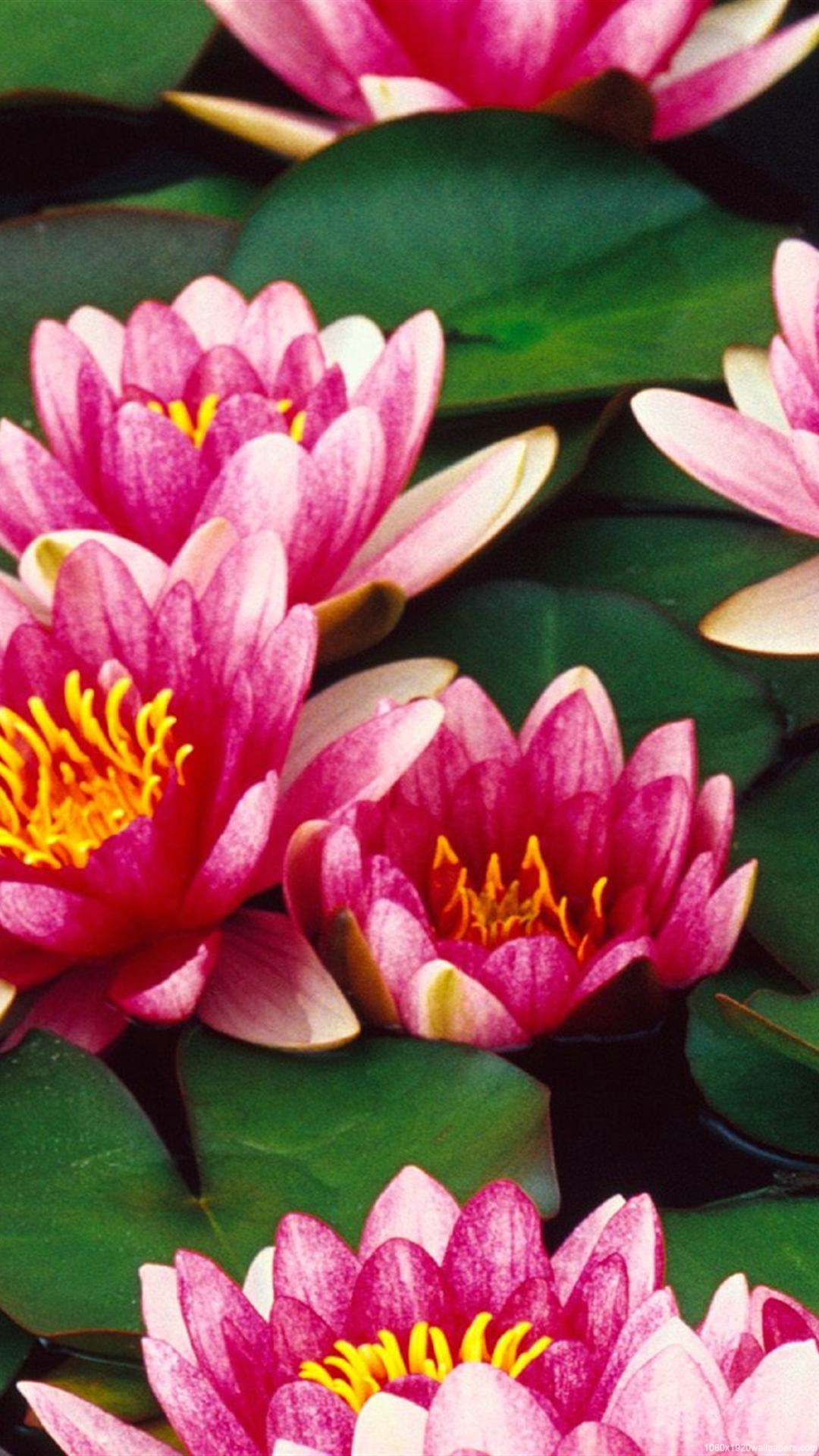 Flower Water Lily Wallpapers Hd - Water Lilies , HD Wallpaper & Backgrounds