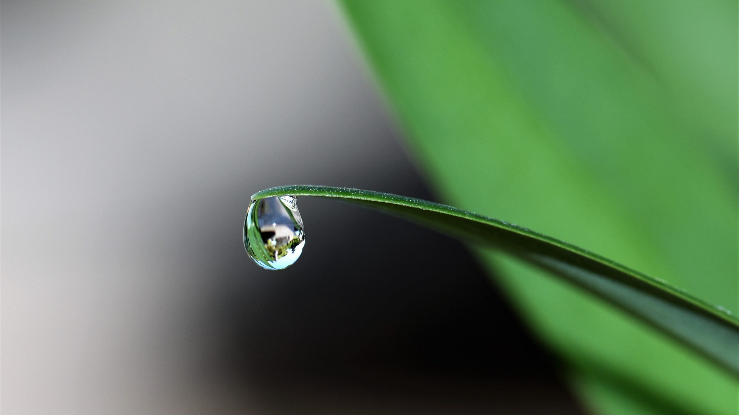Water Drop On Plant , HD Wallpaper & Backgrounds