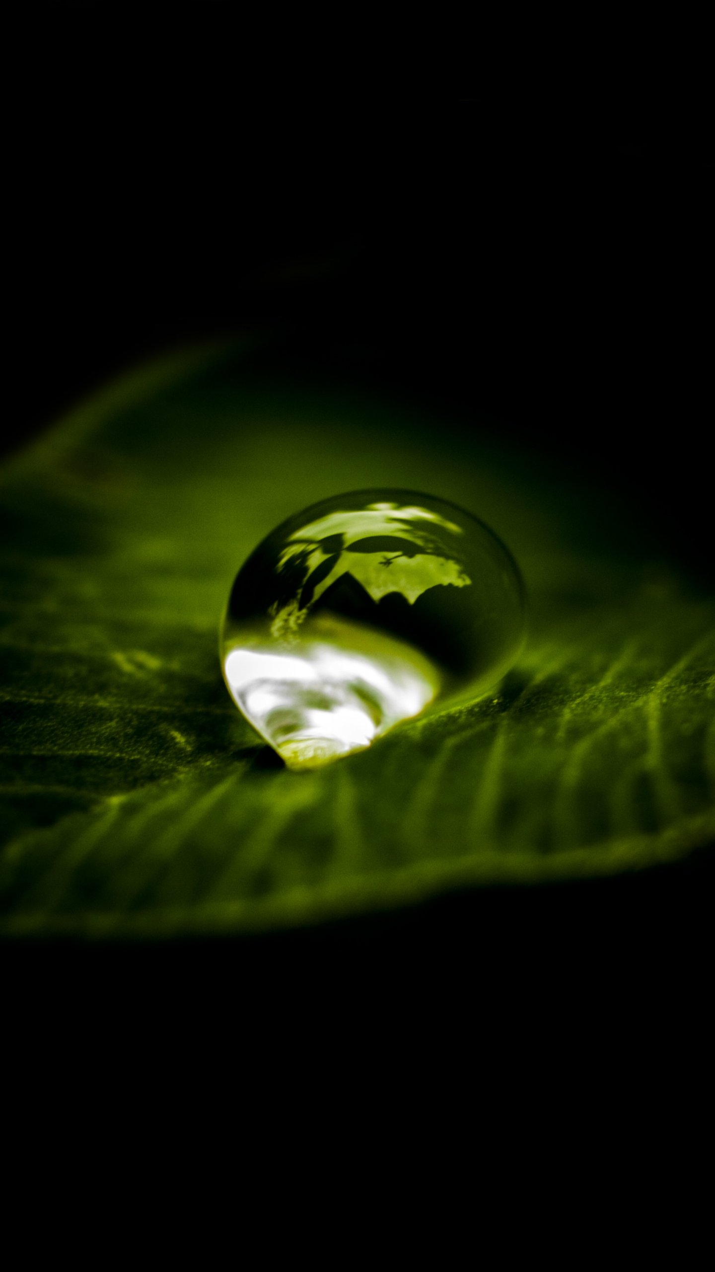 Waterdrop On Leaf Wallpaper Iphone, Android And Desktop - Brings Us To Tears Will Lead Us , HD Wallpaper & Backgrounds