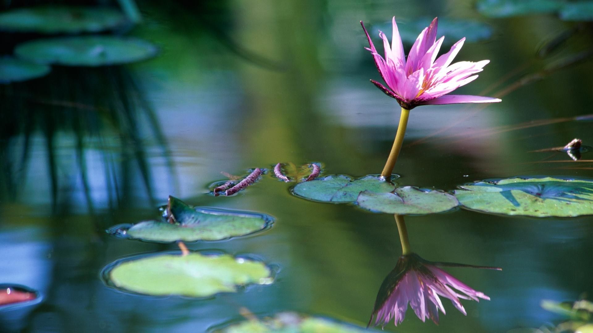 Water Flower Wallpapers 37545 Px ~ - Hd Wallpapers Water Flower , HD Wallpaper & Backgrounds