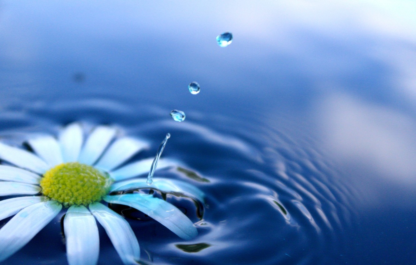 Photo Wallpaper Water, Flowers, Squirt, Daisy, Drop, - Flower With Water Drops , HD Wallpaper & Backgrounds