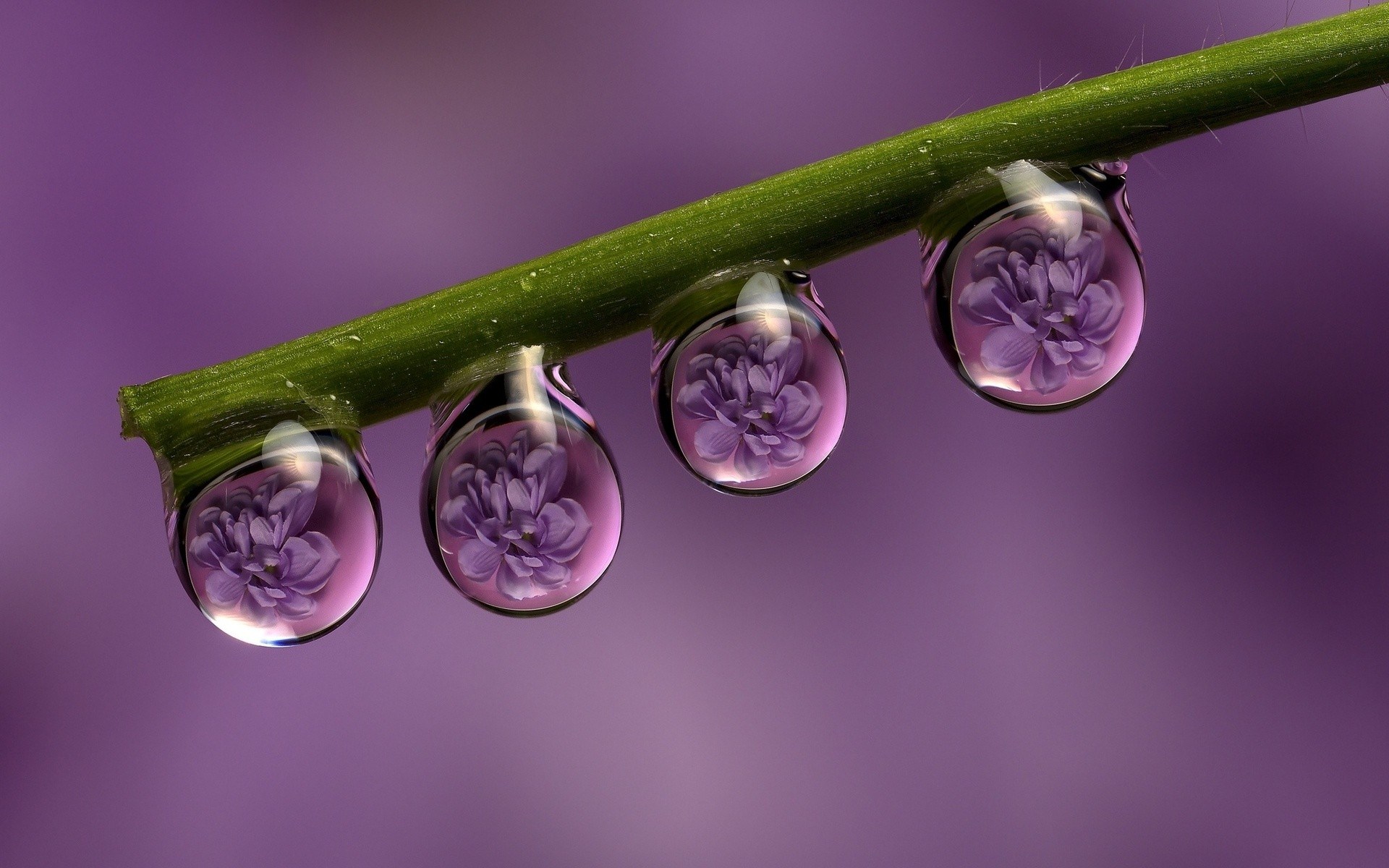 Water Flower Wallpaper - Flowers In Water Drops , HD Wallpaper & Backgrounds