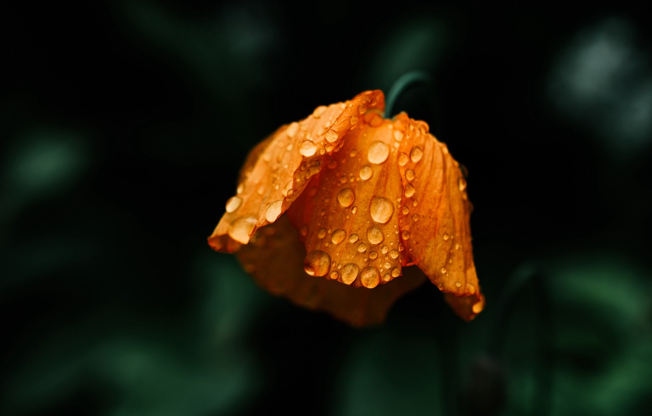 Wallpaper Water Flower - Wet Flowers , HD Wallpaper & Backgrounds
