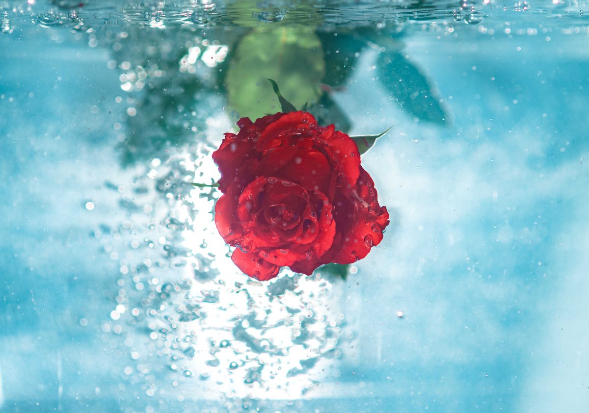 Rose With Water Hd , HD Wallpaper & Backgrounds