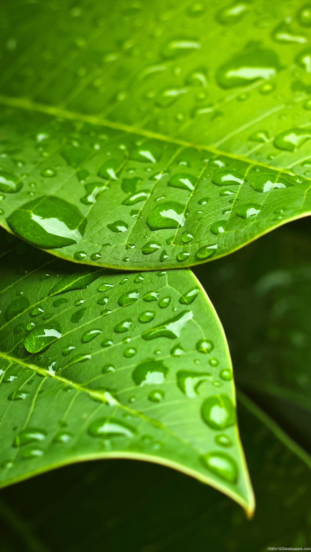 Green Leaf Water Drops Wallpapers Hd - Green Leaves With Water Drops , HD Wallpaper & Backgrounds