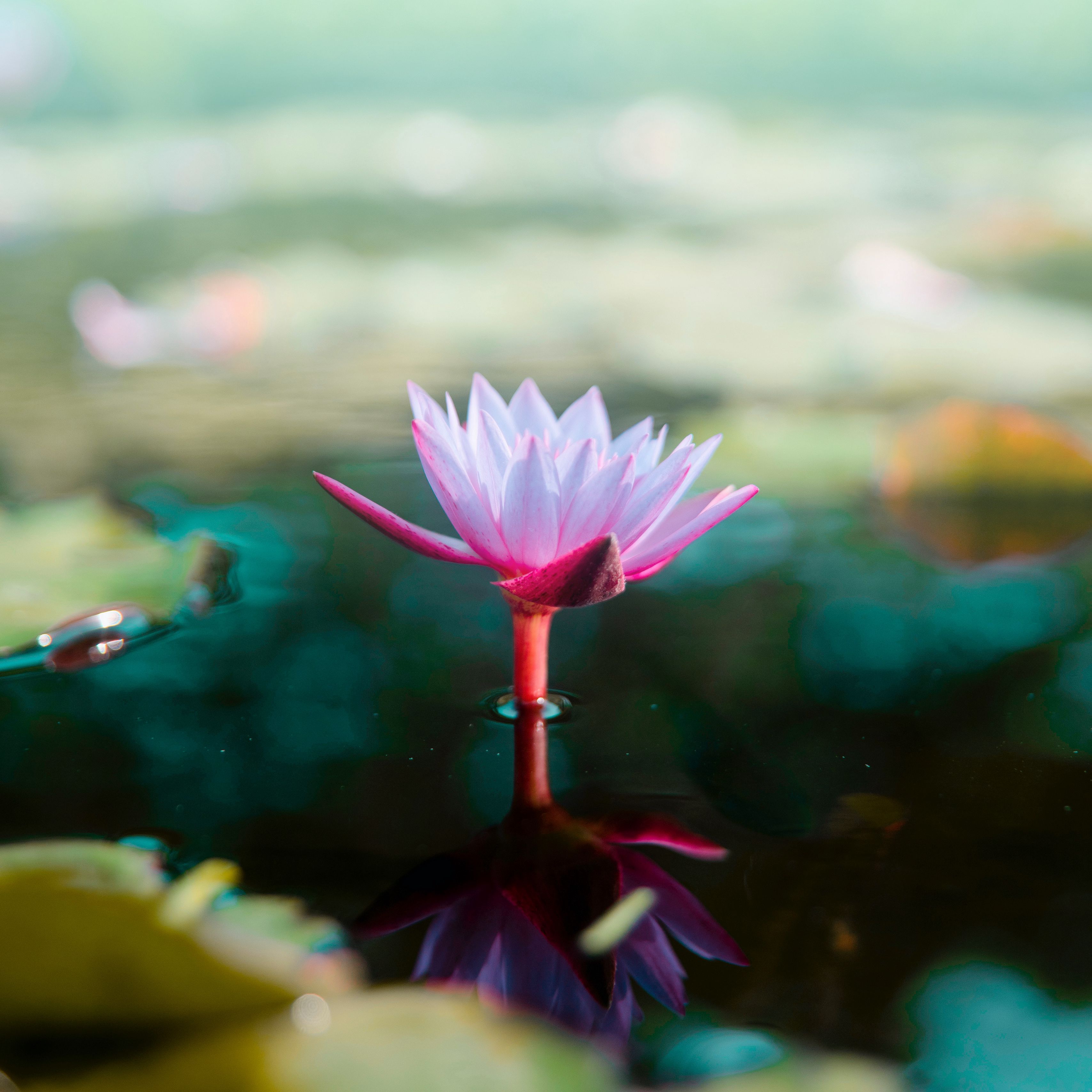 Wallpaper Lotus, Flower, Water, Pink, Blur - Lotu Hd , HD Wallpaper & Backgrounds