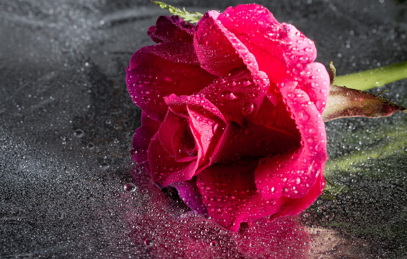 Photo Wallpaper Rose, Wet, Flower, Close-up, Pink, - Hd Wallpaper Rose Water Drops , HD Wallpaper & Backgrounds
